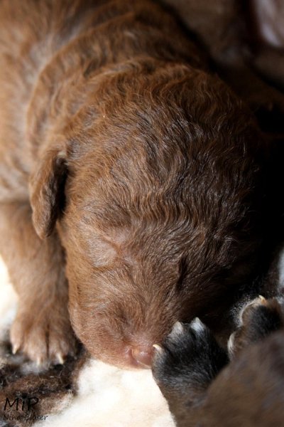 2011-05-07 Puppies Candy & Svet (58).jpg